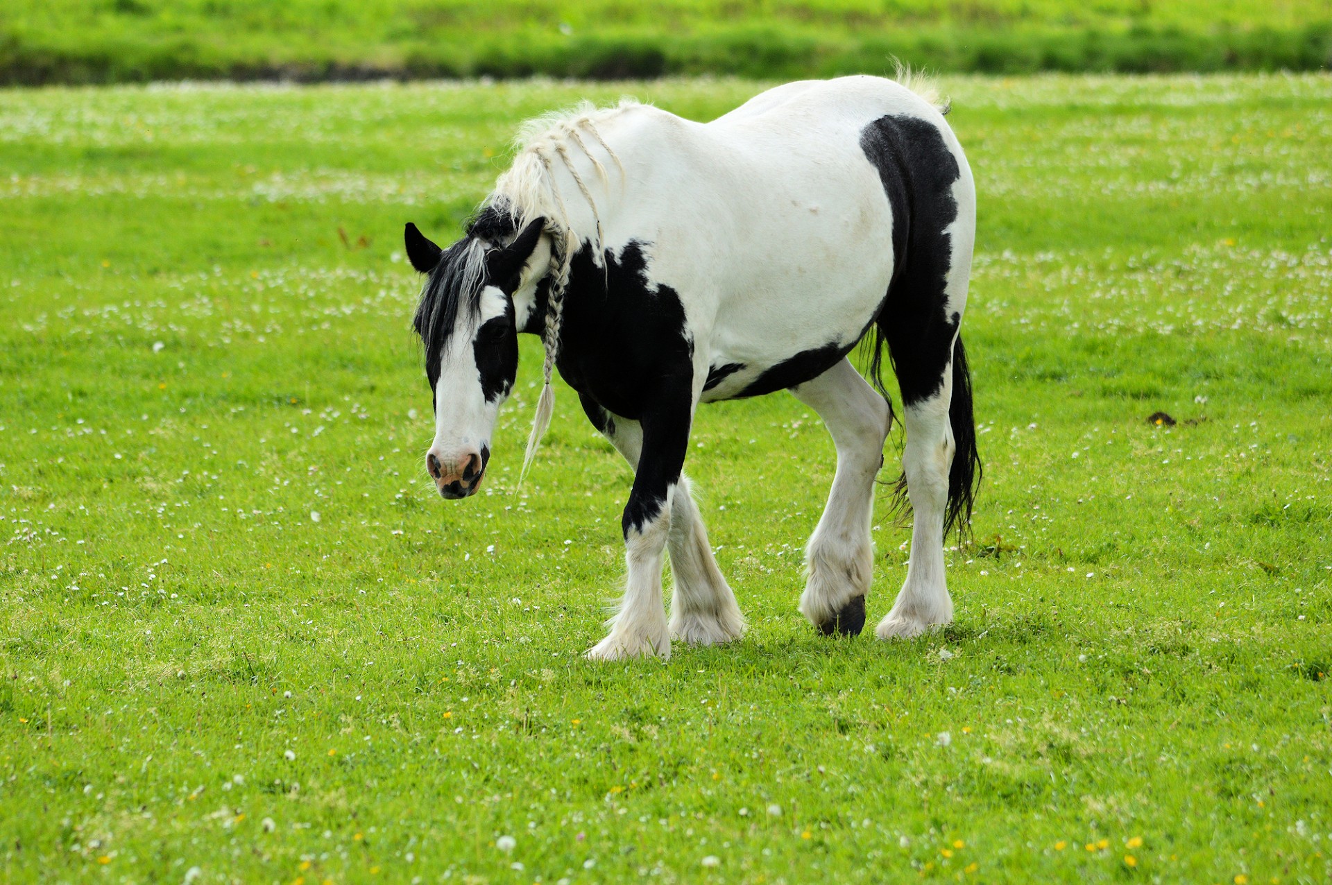 Arklys,  Juoda,  Balta,  Gyvūnas,  Ūkis,  Gamta,  Juodas Baltas Arklys, Nemokamos Nuotraukos,  Nemokama Licenzija