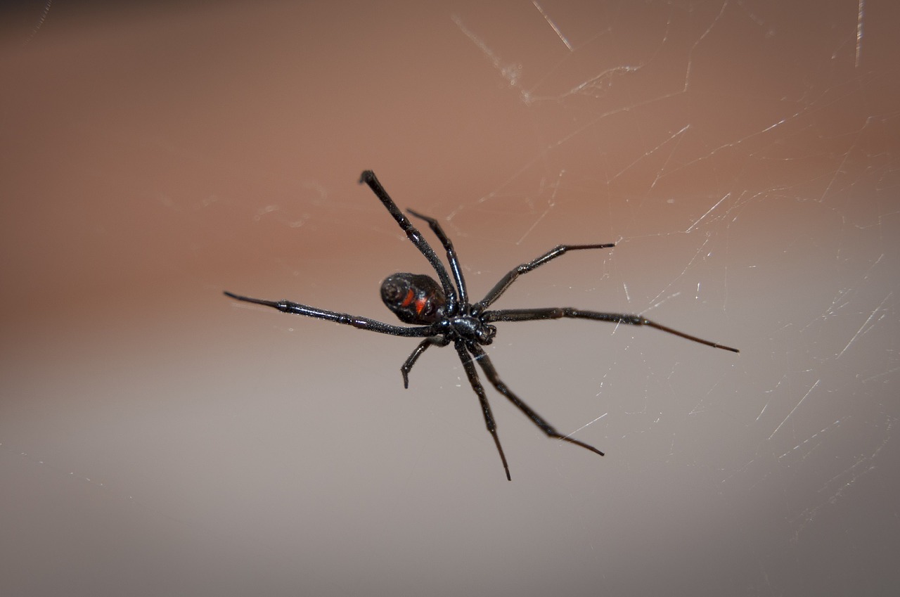 Juodas Našlė Voras, Internetas, Arachnid, Nuodingas, Nuodai, Laukinė Gamta, Gamta, Pavojus, Nemokamos Nuotraukos,  Nemokama Licenzija