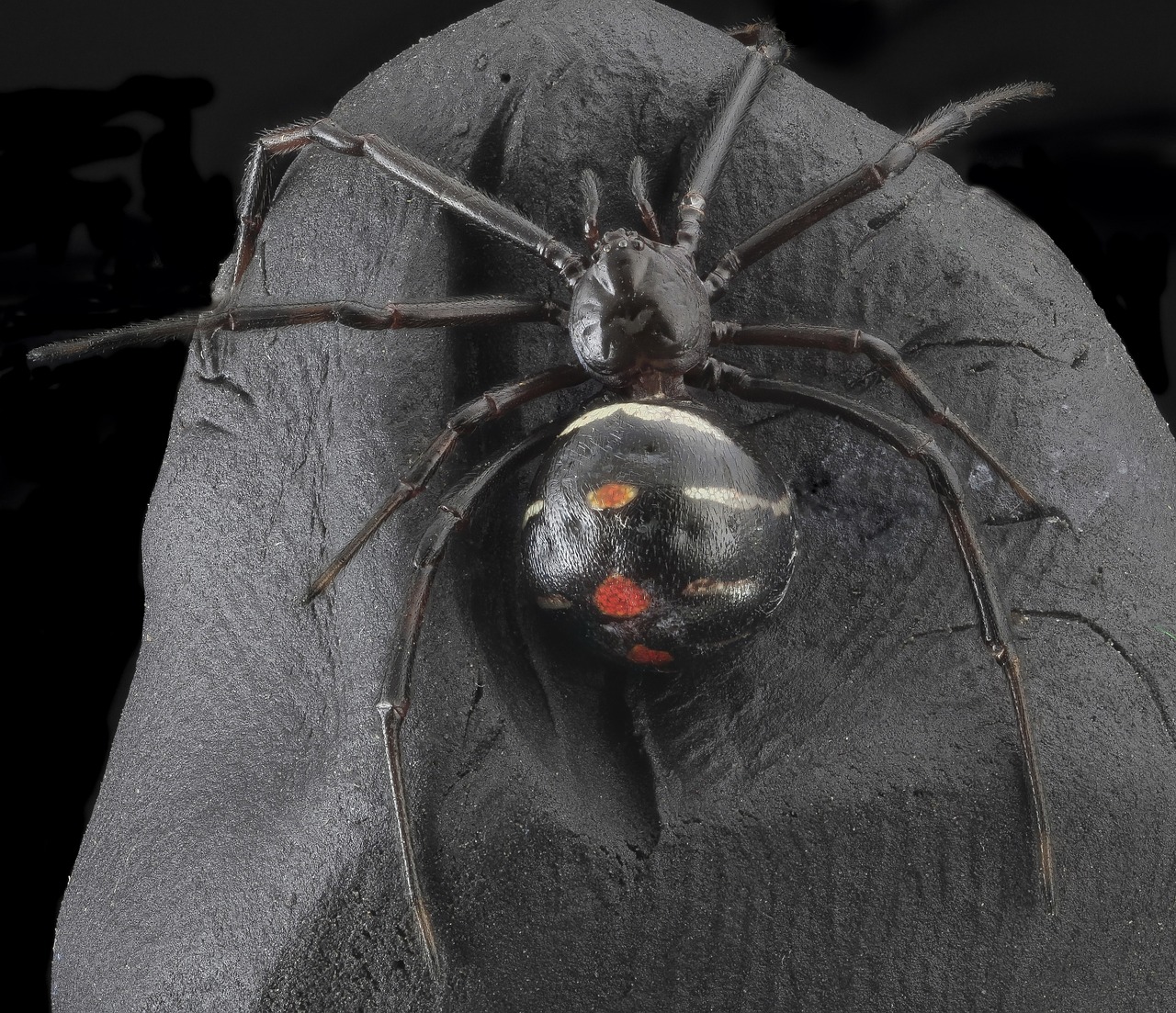 Juodas Našlė Voras, Arachnid, Makro, Nuodingas, Baugus, Gamta, Nuodingas, Creepy, Mirtini, Nuodai