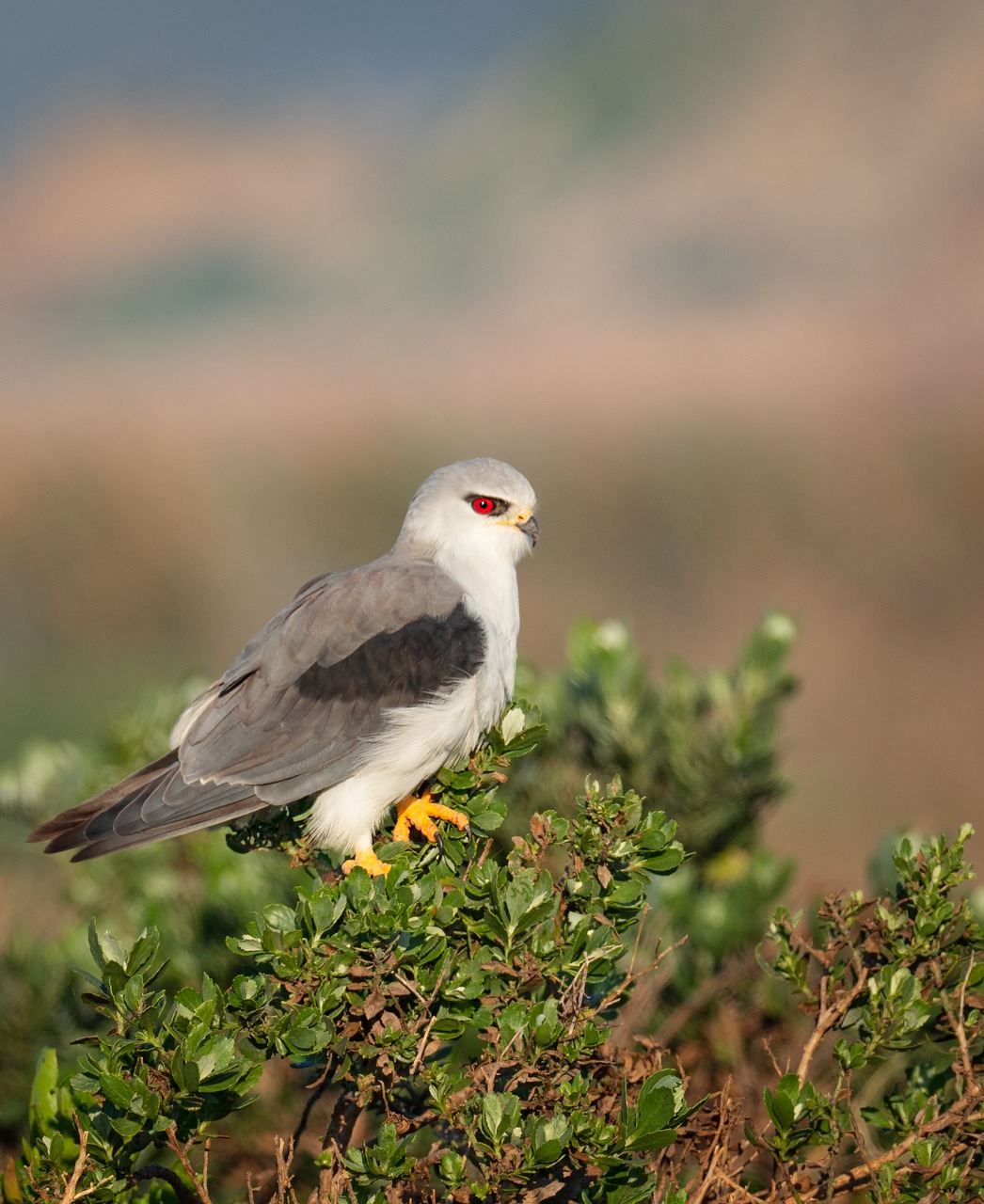 Juoda-Sparnuotas Aitvaras,  Juoda-Pečių Aitvaras,  Aitvaras,  Paukščių,  Paukštis,  Raptor,  Gyvūnas,  Hunter,  Predator,  Pobūdį