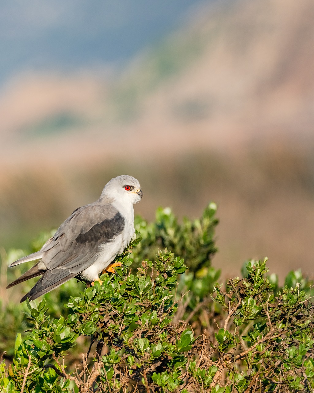 Juoda-Sparnuotas Aitvaras,  Juoda-Pečių Aitvaras,  Aitvaras,  Paukščių,  Paukštis,  Raptor,  Gyvūnas,  Hunter,  Predator,  Pobūdį