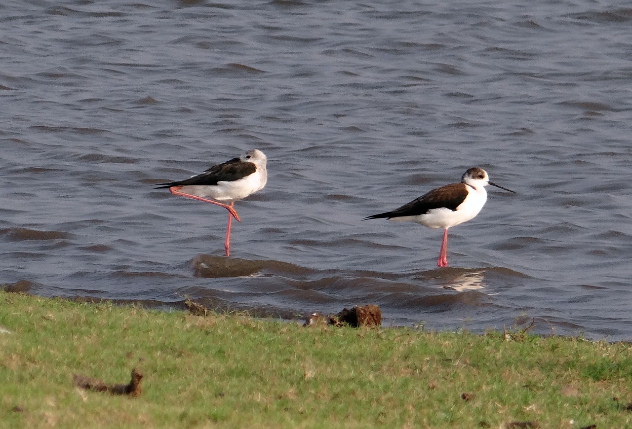 Juodoji Sparnuota Gaudyklė, Bendras Keltuvas, Pied Stilt, Himantopus Himantopus, Paukštis, Wader, Indija, Nemokamos Nuotraukos,  Nemokama Licenzija