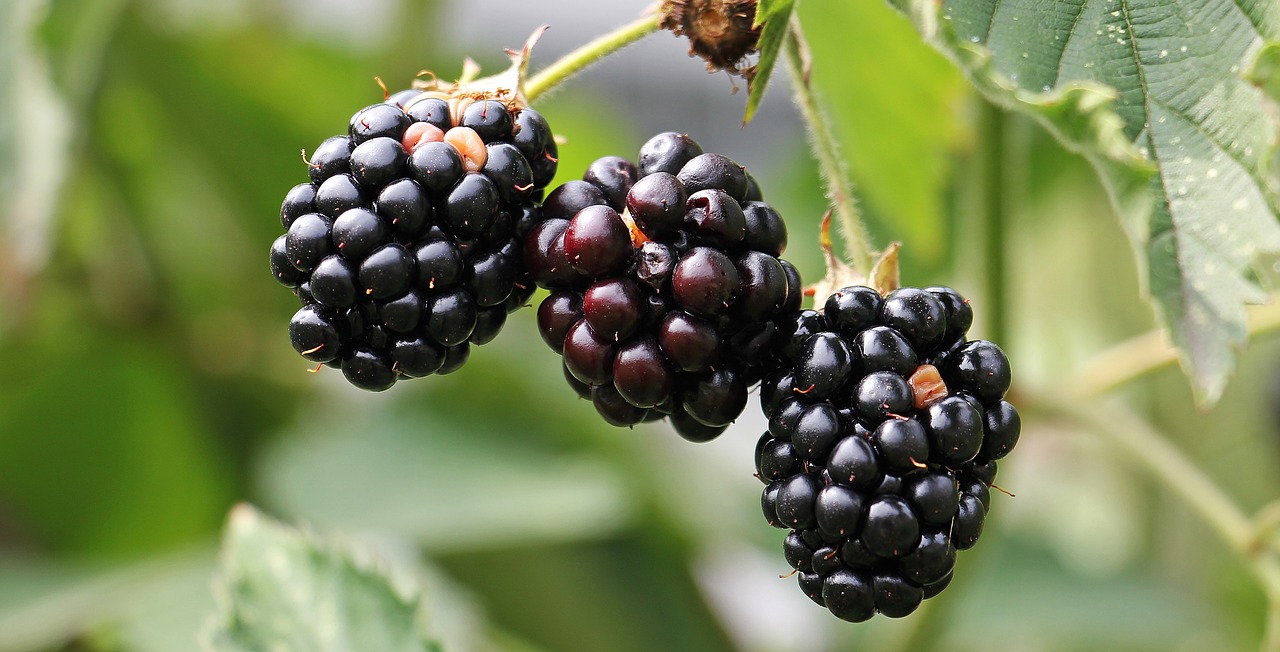 Gervuogės, Bramble, Uogos, Krūmas, Gamta, Vitaminai, Vaisiai, Vaisiai, Sveikas, Vitamino C