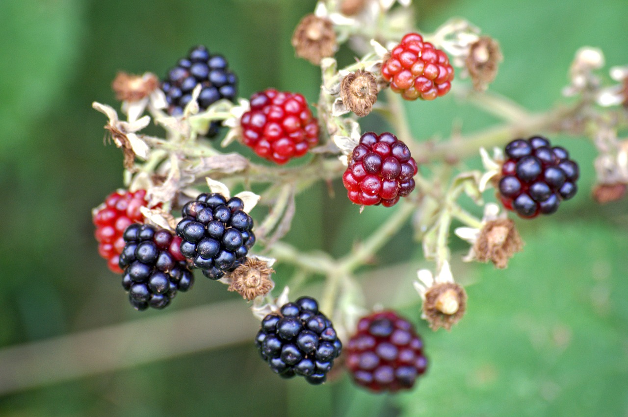 Gervuogės, Rubus Sektio Rubusas, Vaisiai, Uogos, Vaisiai, Vitaminai, Gamta, Vitamino C, Maistas, Sveikas