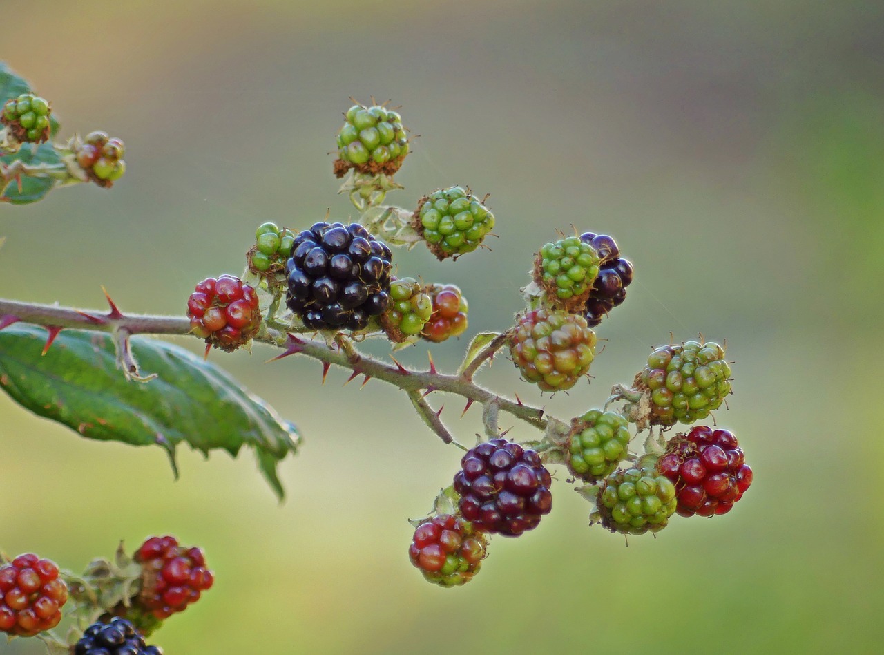 Gervuogės, Uogos, Vaisiai, Bramble, Vaisiai, Dygliuotas, Maistas, Skanus, Valgyti, Gamta