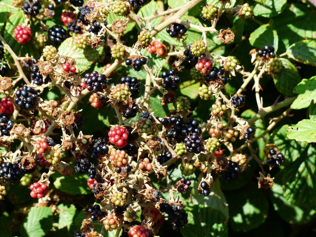 Gervuogės, Rubus Sektio Rubusas, Uogos, Vaisiai, Valgomieji, Skanus, Rubas, Smailas, Laukinis Augimas, Gudrus