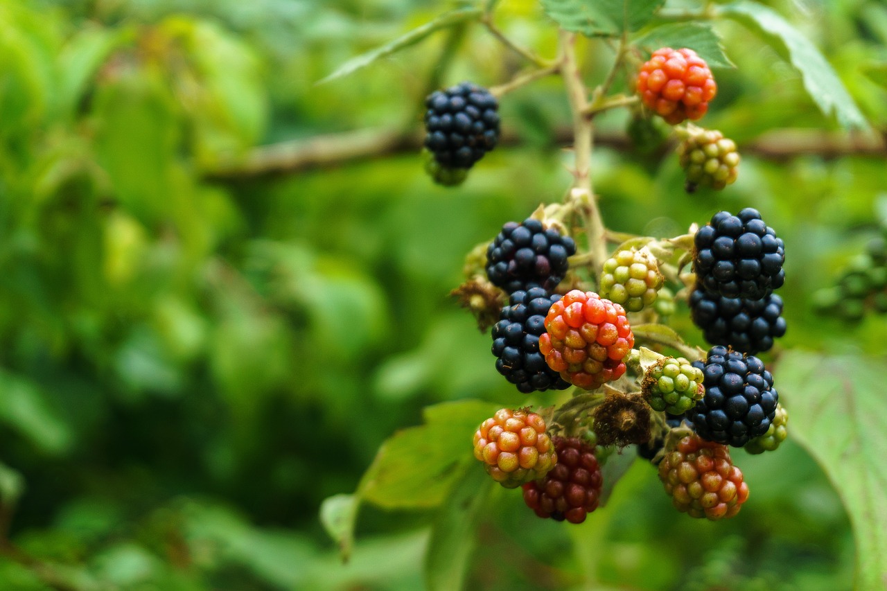 Gervuogės, Vaisiai, Uogos, Vaisiai, Valgyti, Sveikas, Vitaminai, Bramble, Maistas, Krūmas