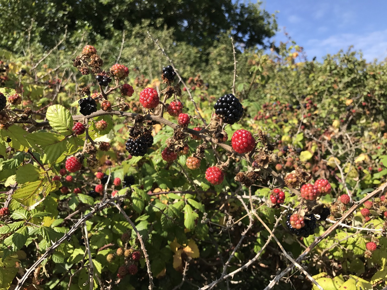 Gervuogės, Vaisiai, Laukiniai, Laukas, Gamta, Brambles, Žalias, Raudona, Krūmai, Krūmai