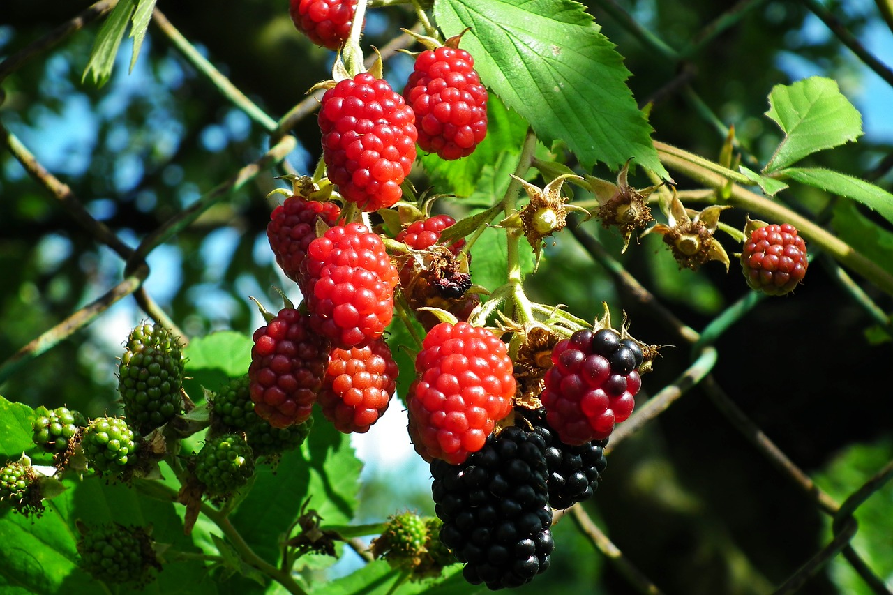 Gervuogės,  Vaisių,  Bezkolcowe,  Vasara,  Vitaminai,  Sodas,  Iš Arti,  Gamta, Nemokamos Nuotraukos,  Nemokama Licenzija