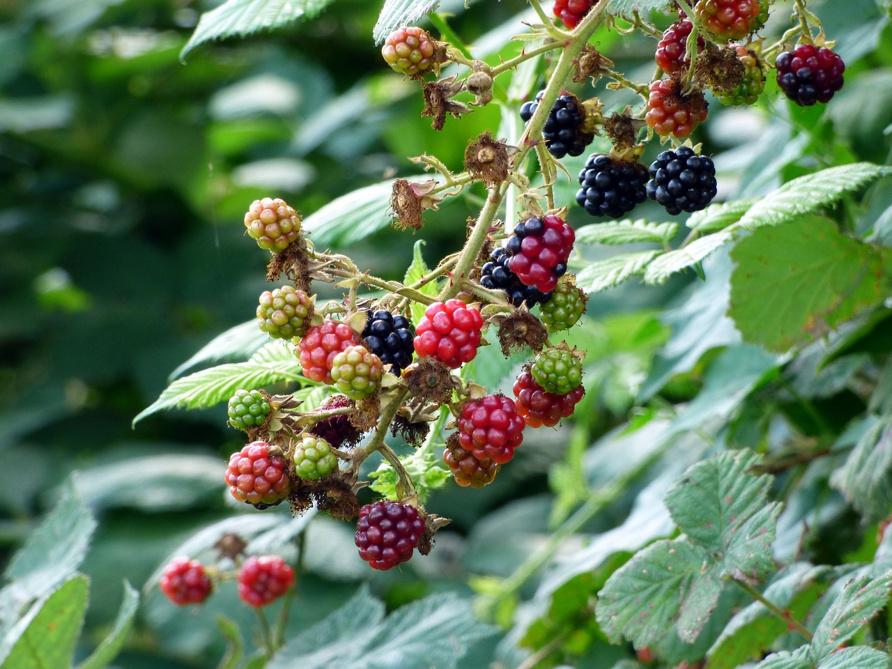 Gervuogės,  Laukinių,  Pobūdį,  Vaisių,  Uogos,  Raudona,  Sveikata,  Vitaminai, Nemokamos Nuotraukos,  Nemokama Licenzija