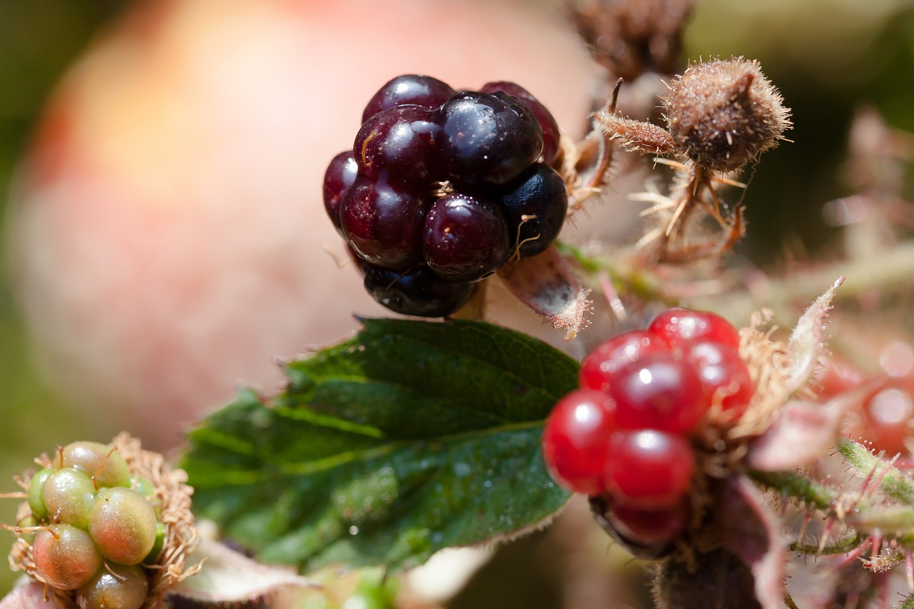 Gervuogės, Rubus Sektio Rubusas, Wildwachsend, Gentis, Vaisiai, Prinokę, Nesubrendusio, Raudona, Mėlyna Juoda, Brāmberi Tang Gebüsch Paltas