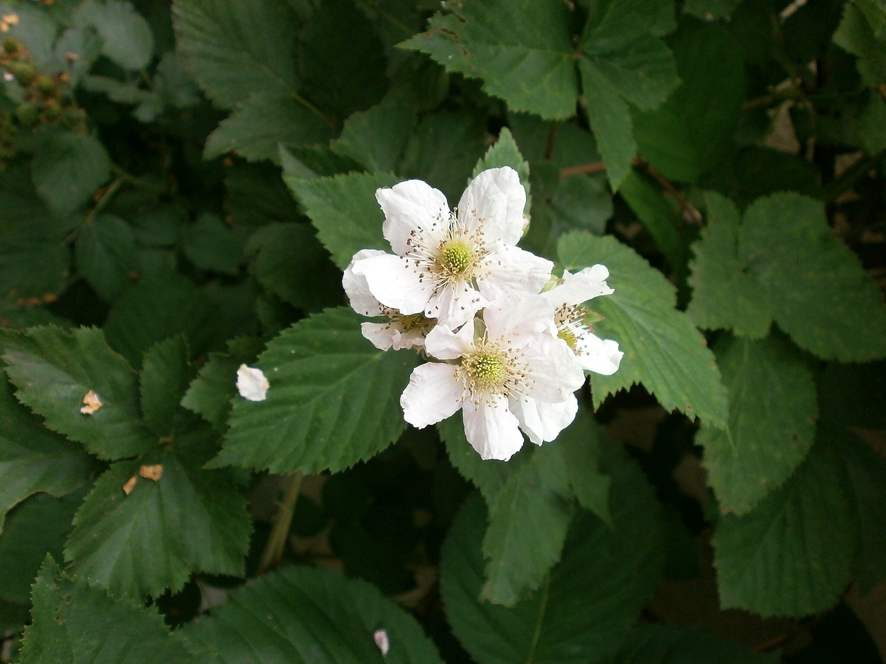 Gervuogė, Baltos Gėlės, Rosaceae, Genus Rubus, Nemokamos Nuotraukos,  Nemokama Licenzija