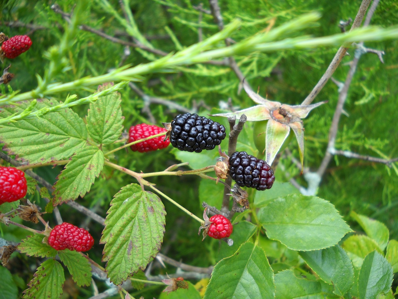 Gervuogė, Laukiniai, Uogos, Skanus, Gamta, Juoda, Žalias, Raudona, Briar, Augalas