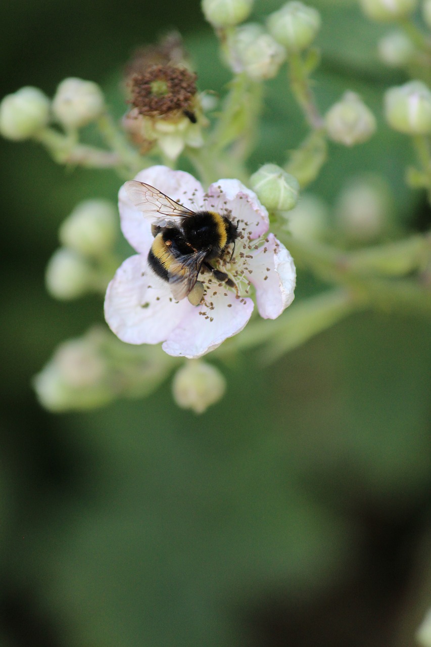 Gervuogė, Hummel, Sodas, Apdulkinimas, Nektaras, Uždaryti, Žiedadulkės, Nemokamos Nuotraukos,  Nemokama Licenzija