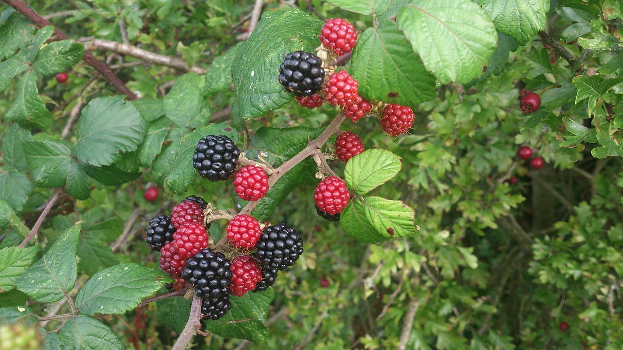 Gervuogė, Gamta, Maistas, Šviežias, Uogos, Ekologiškas, Saldus, Vaisiai, Sveikas, Prinokę