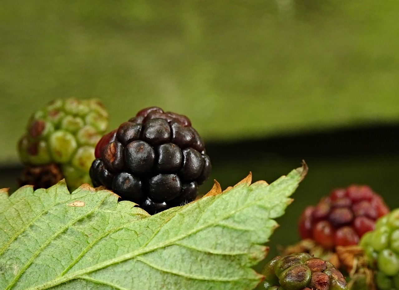 Gervuogė, Uogos, Vaisiai, Skanus, Vitaminai, Juoda, Gamta, Vaisiai, Valgyti, Sveikas