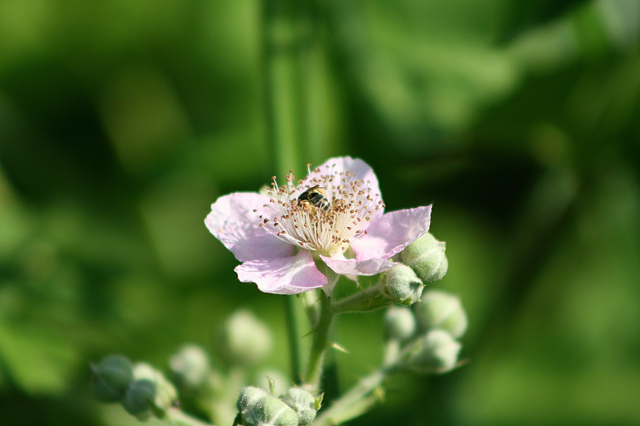 Blackberry,  Žiedas,  Žydi,  Bičių,  Gėlės,  Gėlė,  Augalas, Nemokamos Nuotraukos,  Nemokama Licenzija