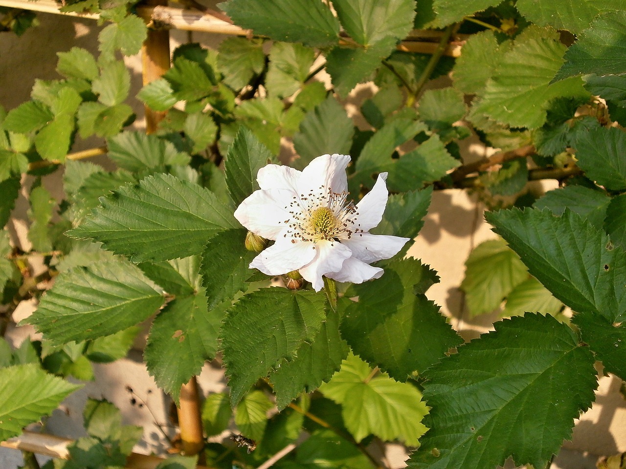 Gervuogė, Baltos Gėlės, Rosaceae, Genus Rubus, Nemokamos Nuotraukos,  Nemokama Licenzija