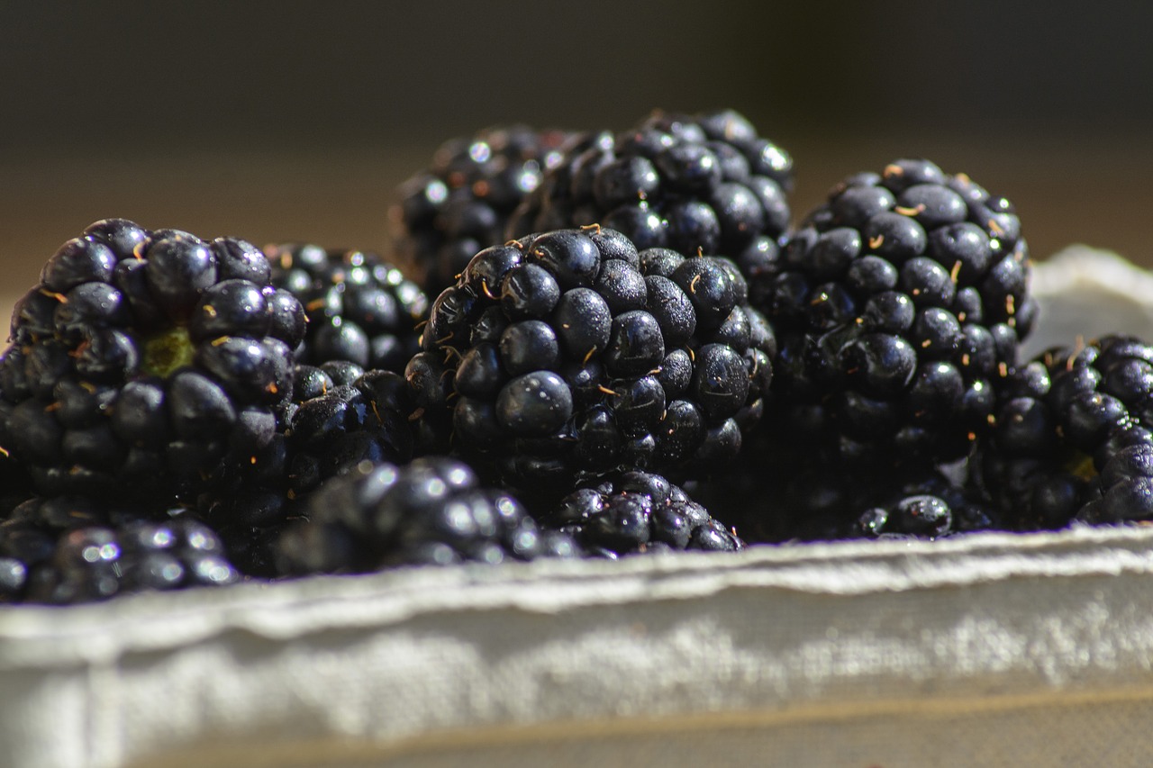 Blackberry,  Uoga,  Vaisių,  Uogos,  Maisto,  Sveiki,  Skanus,  Šviežias,  Vitaminai,  Vasara