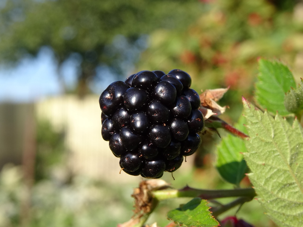 Gervuogė, Vaisių Sodas, Vaisiai, Nemokamos Nuotraukos,  Nemokama Licenzija