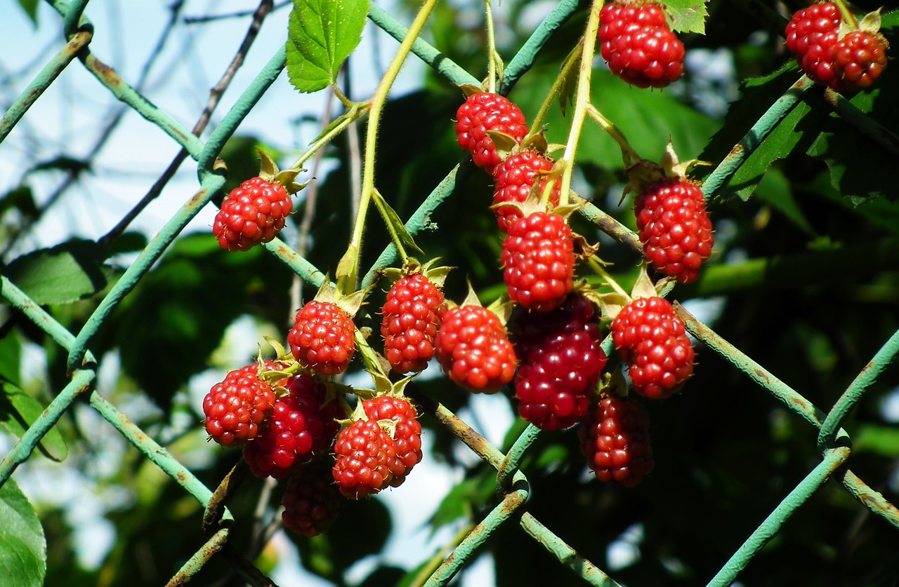 Gervuogių Bezkolcowa,  Krūmas,  Vaisių,  Sodas,  Pobūdį,  Lapai,  Vitaminai,  Vasara, Nemokamos Nuotraukos,  Nemokama Licenzija