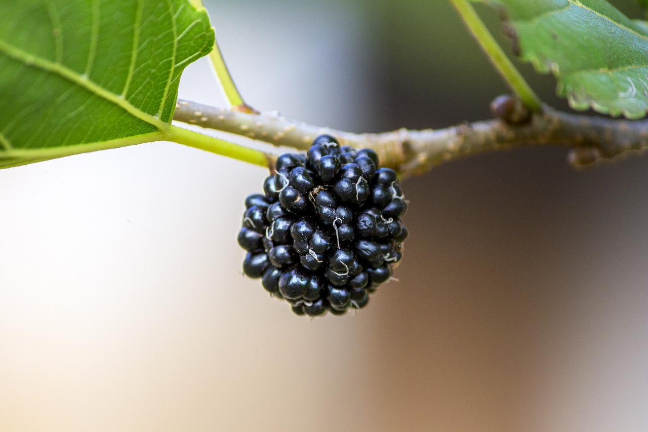 Gervuogių Purpurinė, Šilkmedis, Natūra, Pavasaris, Sodas, Violetinė, Gamta, Maistas, Vaisiai, Nemokamos Nuotraukos