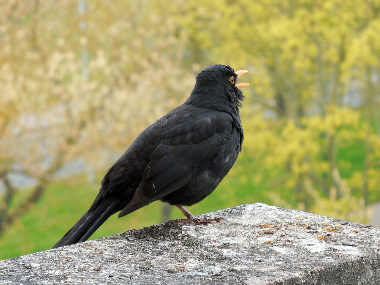 Juoda Paukštis, Paukštis, Giesmininkas, Pavasaris, Nemokamos Nuotraukos,  Nemokama Licenzija