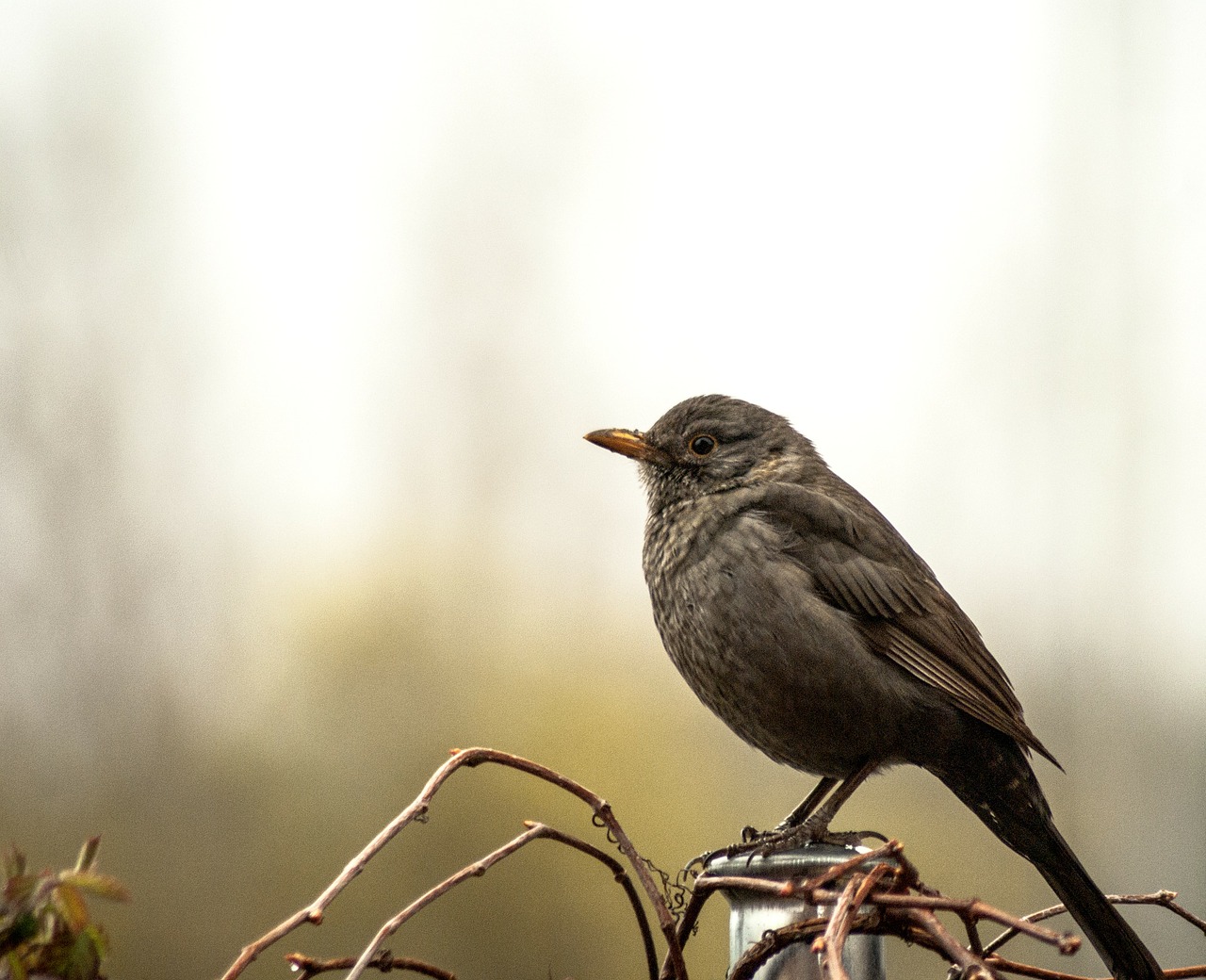 Juoda Paukštis, Paukštis, Gamta, Ave, Sparnai, Gyvūnai, Skraidantis, Gyvūnas, Fauna, Nemokamos Nuotraukos