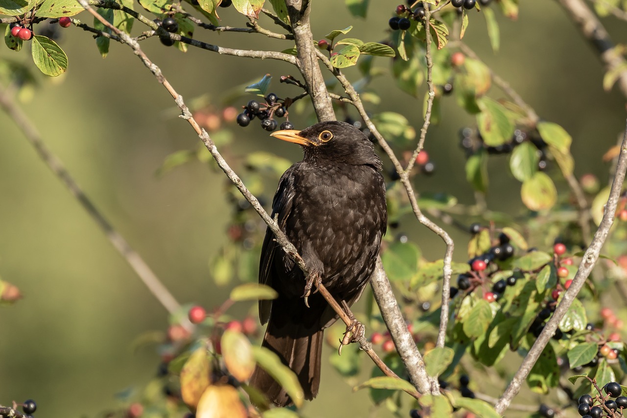 Strazdas,  Droselio,  Tiesa,  Vyrai,  Pobūdį,  Paukštis,  Spring Lake,  Blackbird Vyrai,  Rūšis,  Akių