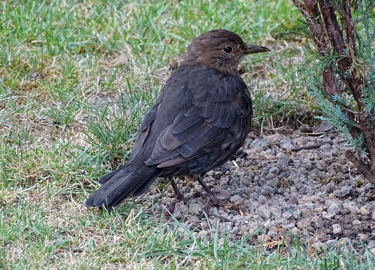 Strazdas,  Songbird,  Paukštis,  Pobūdį,  Sodo Paukštis,  Maitinimasis,  Plunksnos, Nemokamos Nuotraukos,  Nemokama Licenzija