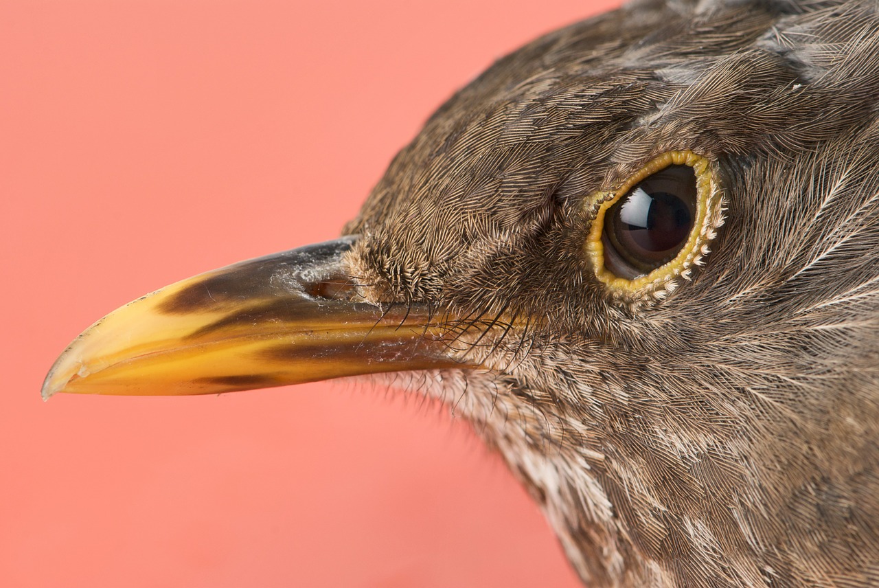 Juoda Paukštis, Galva, Portretas, Moteris, Turdus Merula Merula, Sąskaitą, Snapas, Akis, Plunksna, Žiūrėti