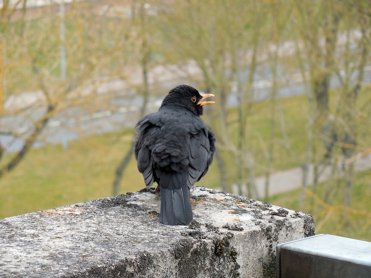 Juoda Paukštis, Giesmininkas, Paukštis, Sąskaitą, Plumėjimas, Plunksna, Laukinės Gamtos Fotografija, Rūšis, Pavasario Suknelė, Paukščio Portretas