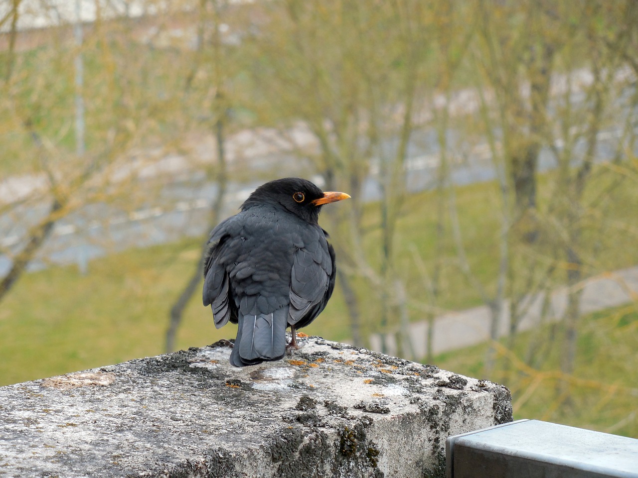 Juoda Paukštis, Giesmininkas, Paukštis, Sąskaitą, Plumėjimas, Plunksna, Laukinės Gamtos Fotografija, Rūšis, Pavasario Suknelė, Paukščio Portretas