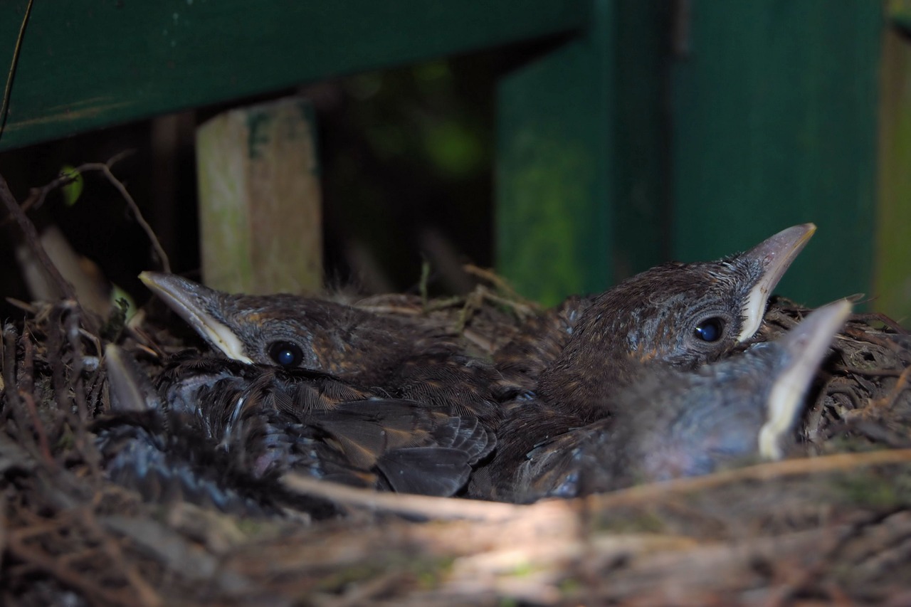 Juodojo Paukščio Lizdas, Juodieji Paukščiai, Lizdas, Vištiena, Blackbird Kücken, Jauni Paukščiai, Paukščio Lizdą, Nemokamos Nuotraukos,  Nemokama Licenzija