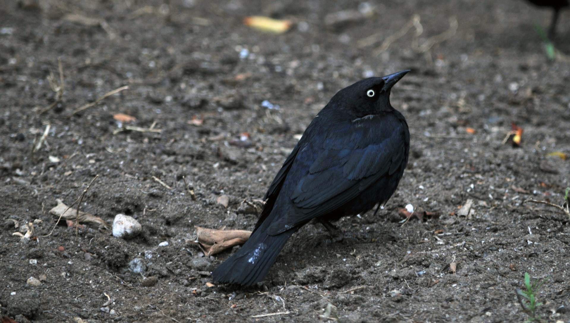 Черные птицы читать. Черная птица 2022. Черная птица с черным клювом. Маленькая черная птичка с черным клювом. Маленькая черная птичка с длинным клювом.