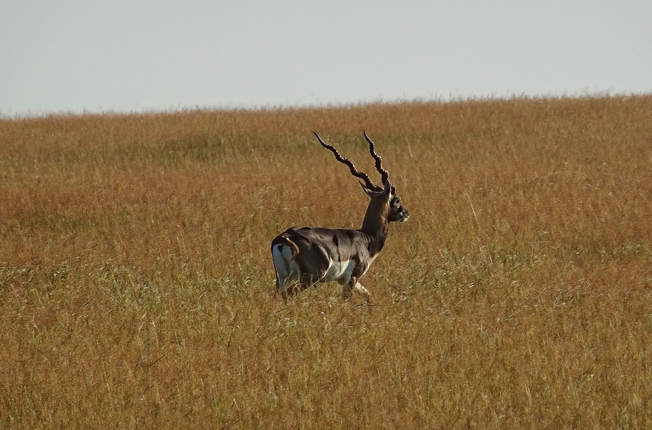 Blackbuck, Antilopė, Laukiniai, Gyvūnas, Žinduolis, Cervikapra, Fauna, Kankinti, Vienkartinis, Elnias