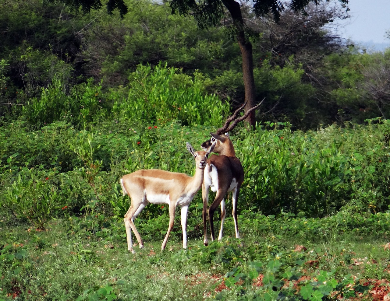 Blackbuck, Gyvūnas, Antilopė, Ranebennur, Karnataka, Indija, Nemokamos Nuotraukos,  Nemokama Licenzija