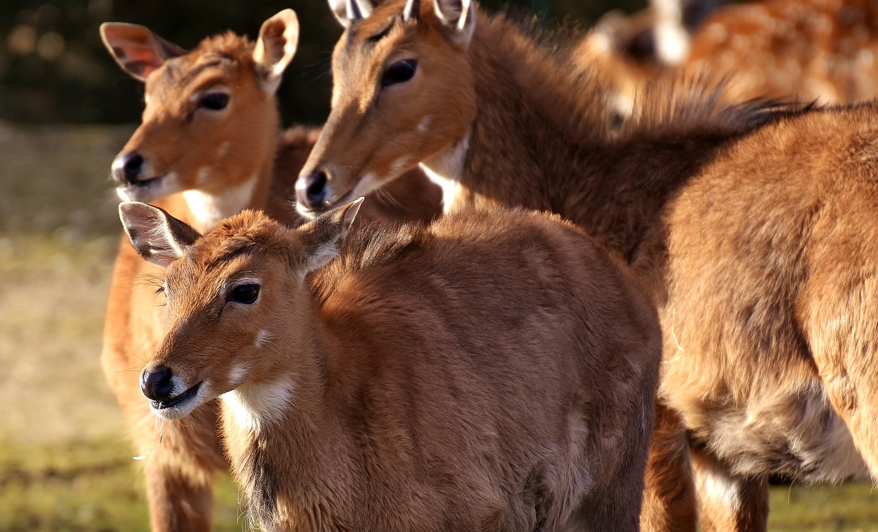 Blackbuck, Laukinis Gyvūnas, Afrikietiška Gyvūnija, Pietų Afrika, Gamta, Flock, Zoologijos Sodas, Hellabrunn, Tierpark Hellabrunn, Munich