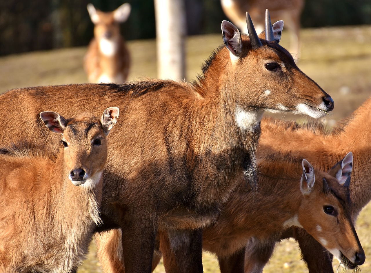 Blackbuck, Laukinis Gyvūnas, Afrikietiška Gyvūnija, Pietų Afrika, Gamta, Flock, Zoologijos Sodas, Hellabrunn, Tierpark Hellabrunn, Munich