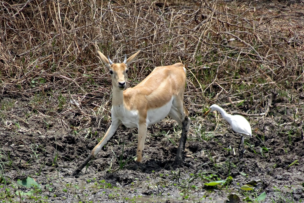 Elniaožė Gazelė,  Antilope Cervicapra,  Indian Antilopių,  Laukinių,  Žinduolis,  Gyvūnas,  Gyvūnijos,  Antilopė,  Gyvūnija,  Pavojus