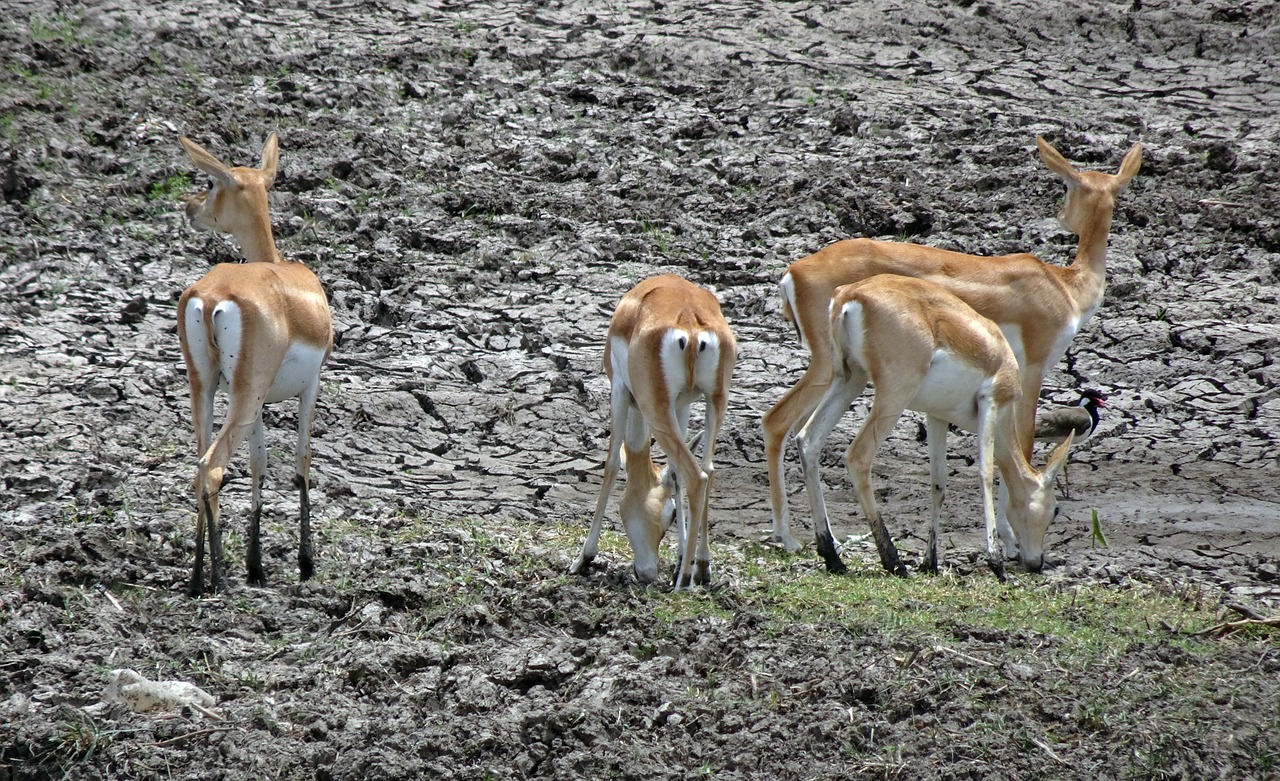 Elniaožė Gazelė,  Antilope Cervicapra,  Indian Antilopių,  Laukinių,  Žinduolis,  Gyvūnas,  Gyvūnijos,  Antilopė,  Gyvūnija,  Pavojus