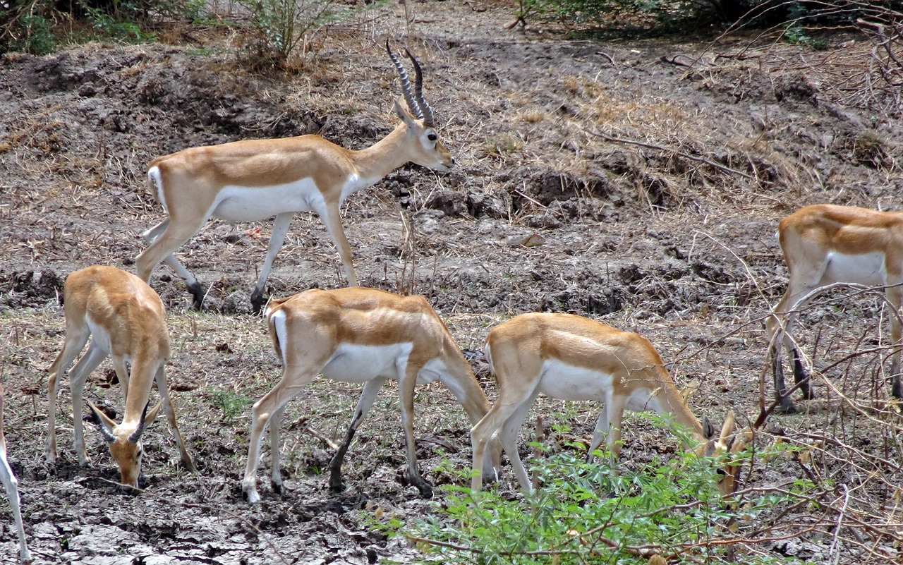 Elniaožė Gazelė,  Antilope Cervicapra,  Indian Antilopių,  Laukinių,  Žinduolis,  Gyvūnas,  Gyvūnijos,  Antilopė,  Gyvūnija,  Pavojus