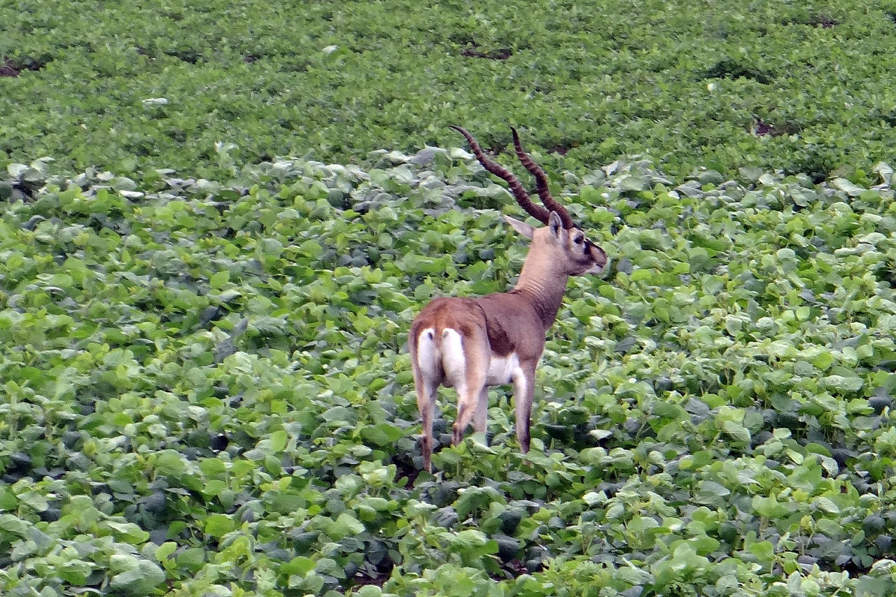 Blackbuck, Antilopė Cervicapra, Kankinti, Antilopė, Maitinimas, Pasėlių, Karnataka, Indija, Nemokamos Nuotraukos,  Nemokama Licenzija