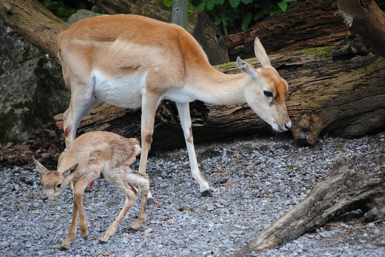 Blackbuck, Užtvankos, Jaunas Gyvūnas, Zoologijos Sodas, Zurich, Nemokamos Nuotraukos,  Nemokama Licenzija