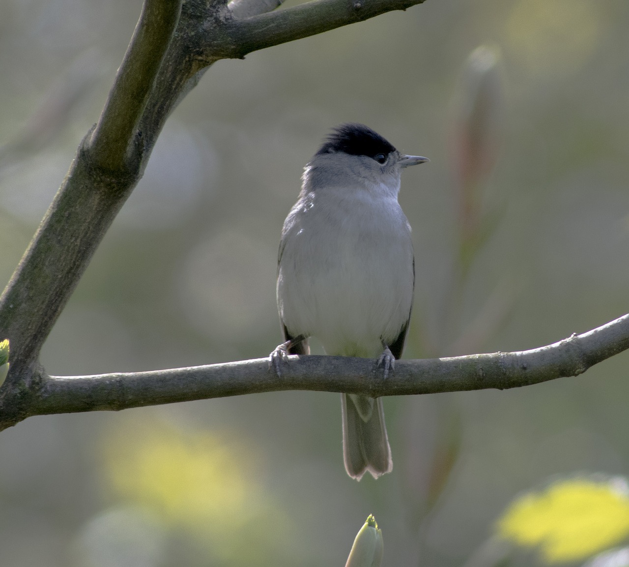 Blackcap, Paukštis, Medis, Nemokamos Nuotraukos,  Nemokama Licenzija