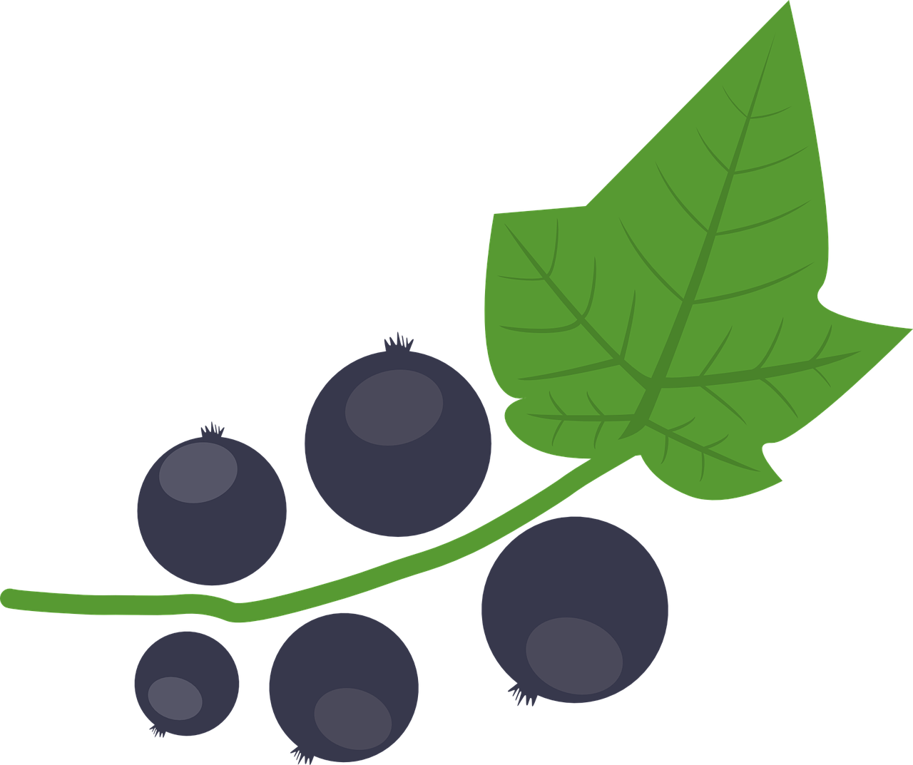 Juodieji Serbentai,  Uogos,  Ruduo,  Lapai,  Maistas,  Vitaminas A,  Augti,  Derlius,  Serbentų,  Krūva