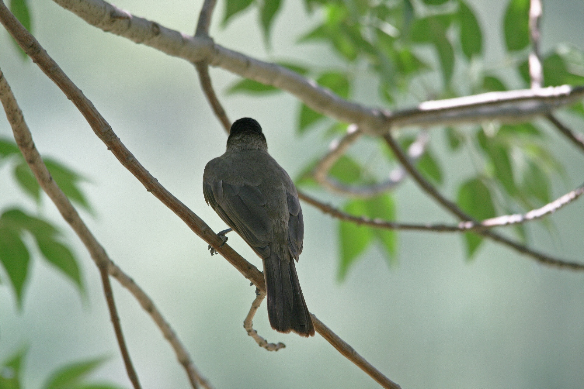 Medis,  Filialas,  Šakelė,  Sustingęs,  Paukštis,  Mažas,  Tamsi,  Bulbul,  Blackeyed Bulbul Iš Nugaros, Nemokamos Nuotraukos