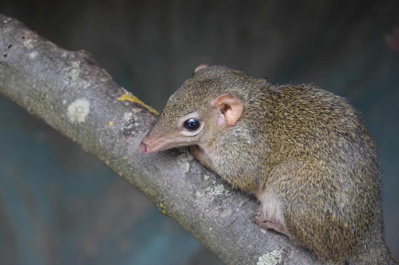 Blackpool, Blackpool Zoologijos Sodas, Žinduolis, Gyvūnas, Zoologijos Sodas, Gaubtas, Gamta, Nemokamos Nuotraukos,  Nemokama Licenzija