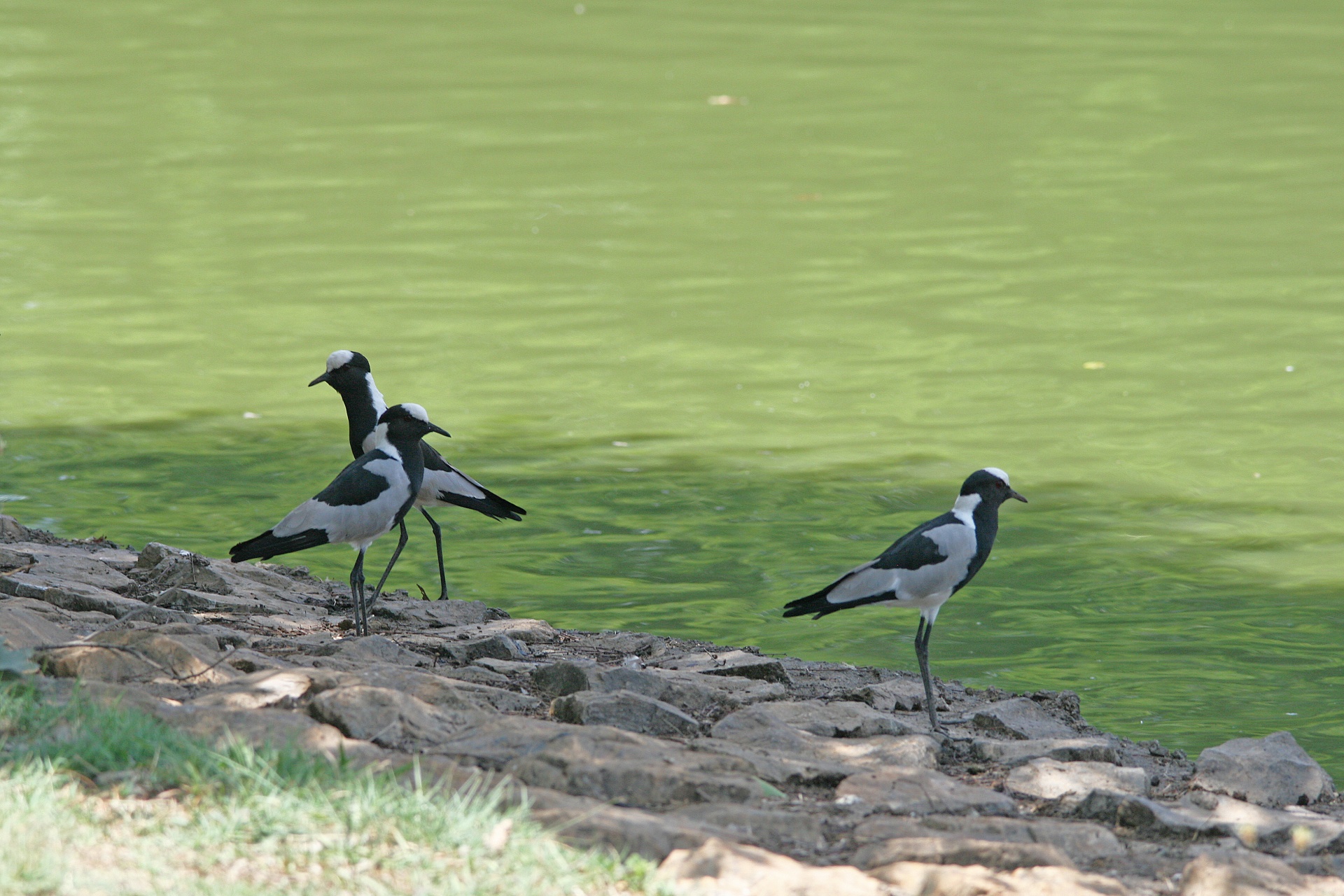 Paukščiai,  Plovers,  Kalvis & Nbsp,  Lapwing,  Juoda,  Balta,  Pilka,  Kalvinis Plaktukas, Nemokamos Nuotraukos,  Nemokama Licenzija