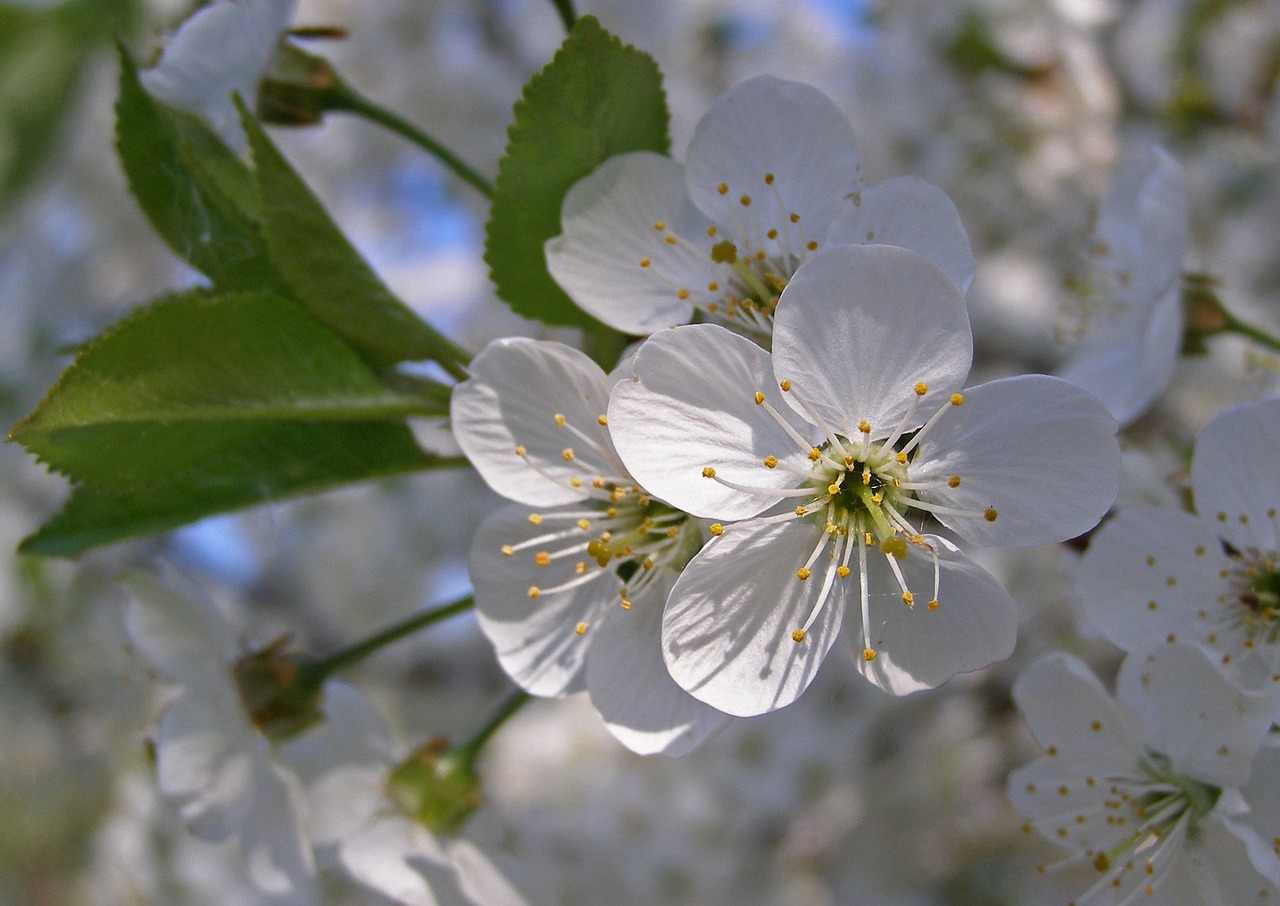 Juodmedis, Pavasaris, Gėlės, Balta, Žydėjimas, Prunus Spinosa, Augalas, Krūmas, Gamta, Flora